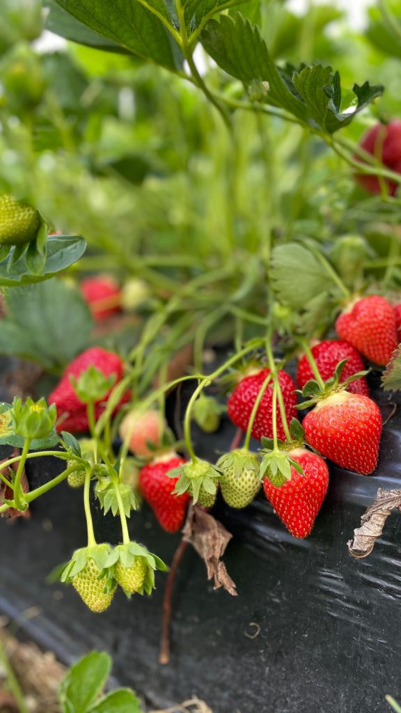 Erdbeere:Anbau, Pflege und Tipps -