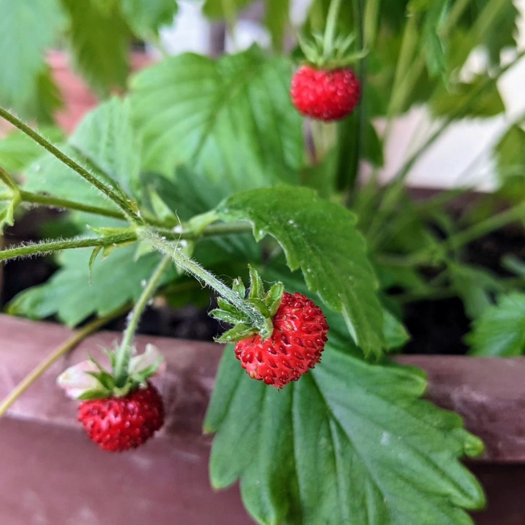 Erdbeere:Anbau, Pflege und Tipps -