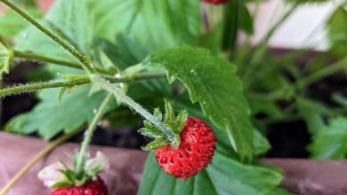 Erdbeeren-im-Topf