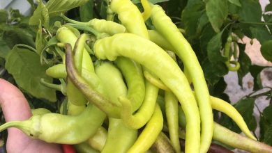 Paprikabau in Hausgärten und Töpfen: Tipps für erfolgreichen Anbau in Deutschland - Gemüse