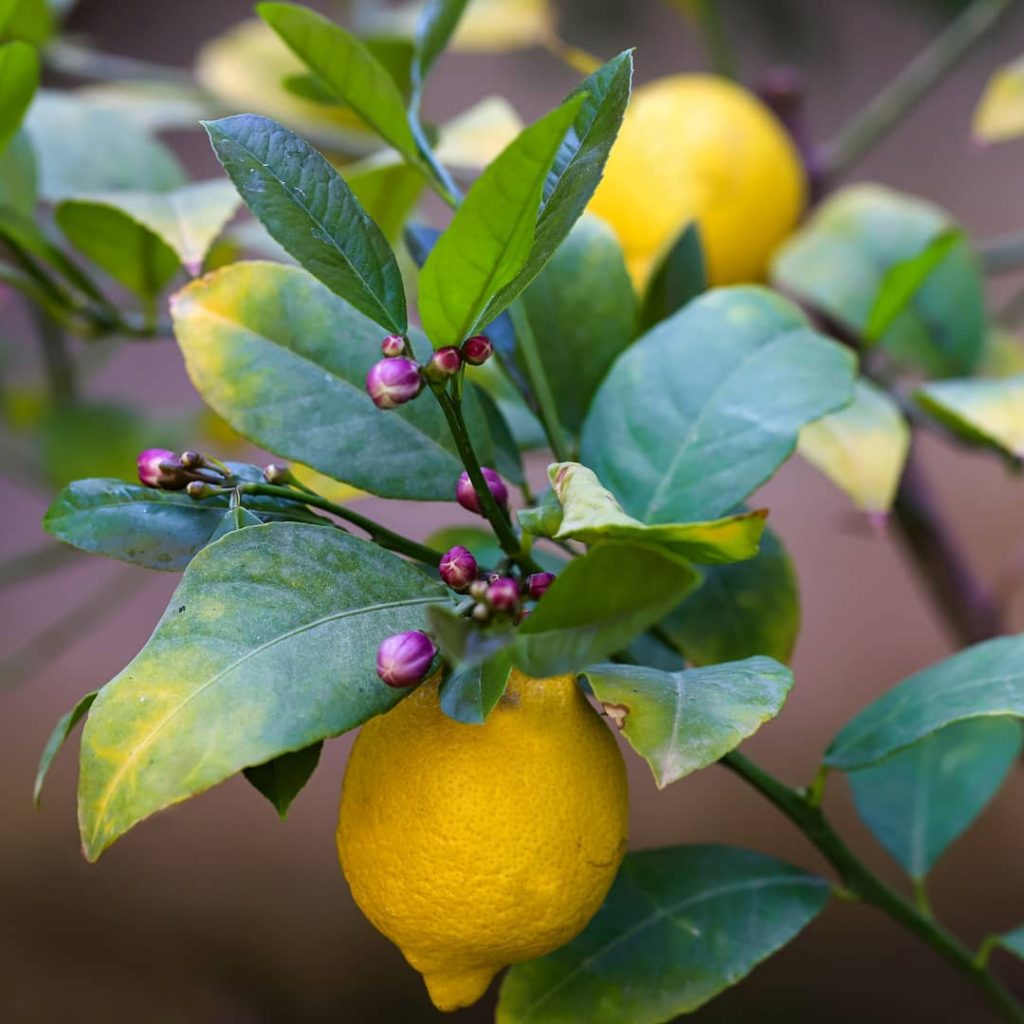Zitronen: Anbau, Pflege und Tipps -