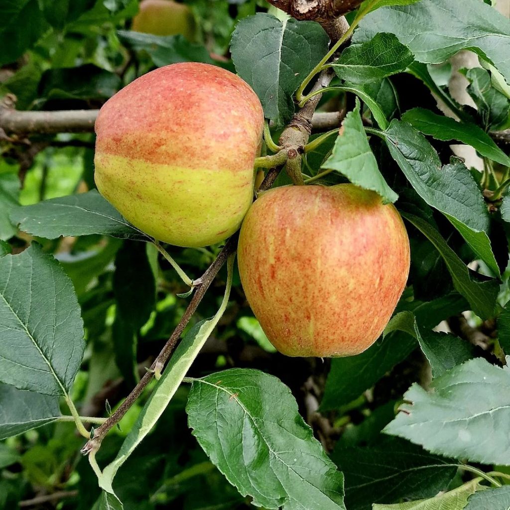Apfel: Anbau, Pflege und Tipps -