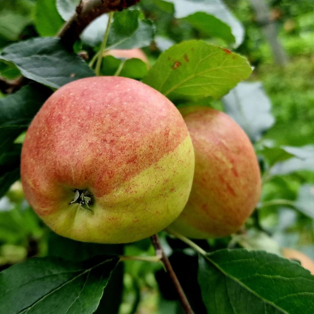 Apfel: Anbau, Pflege und Tipps - Obstbäumen