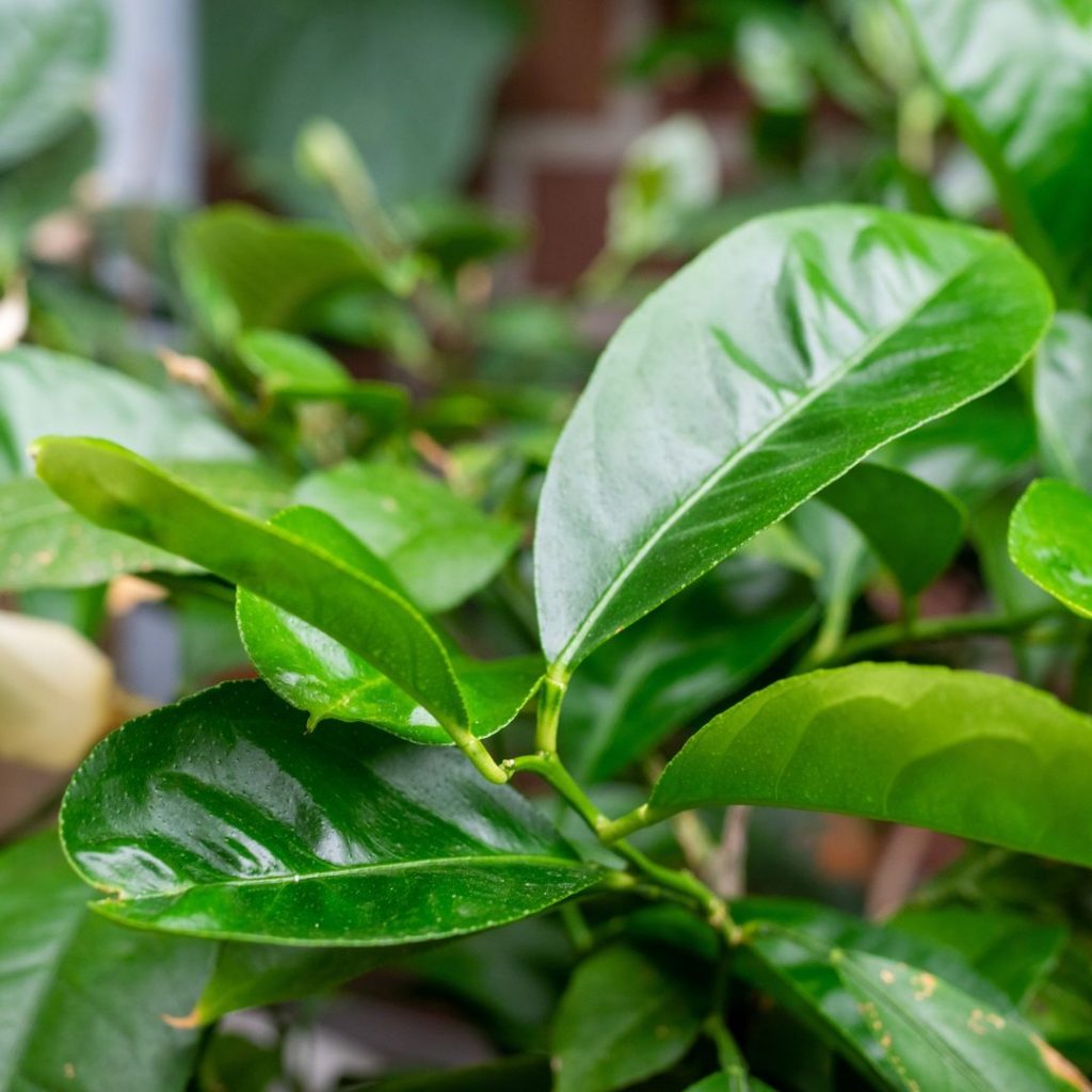 Zitronen: Anbau, Pflege und Tipps - Obstbäumen