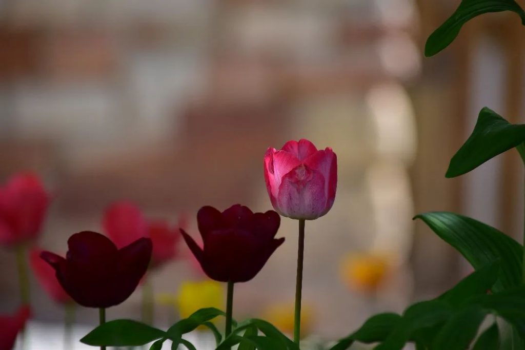 Tulpen: Anbau, Pflege und Tipps -